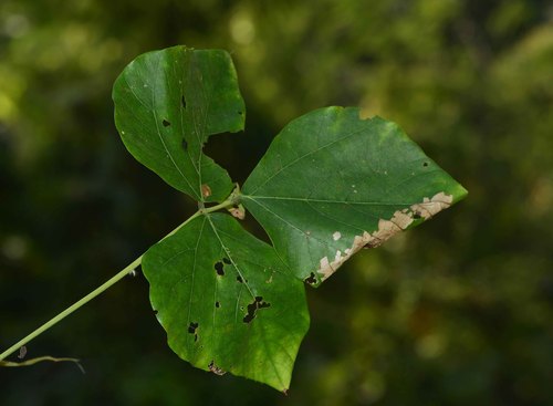 Mucuna bracteata