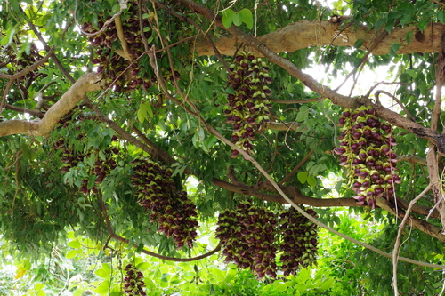 Mucuna macrocarpa