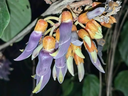 Mucuna monosperma