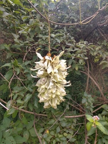 Mucuna poggei