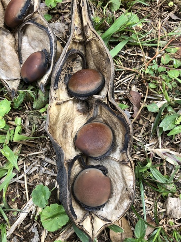 Mucuna urens