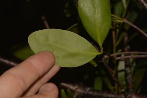Muellerina celastroides