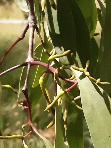Muellerina eucalyptoides
