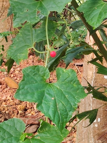 Mukia maderaspatana