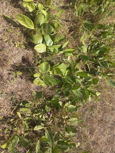 Multidentia concrescens