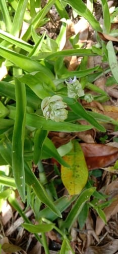 Murdannia bracteata