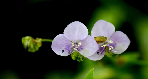 Murdannia simplex
