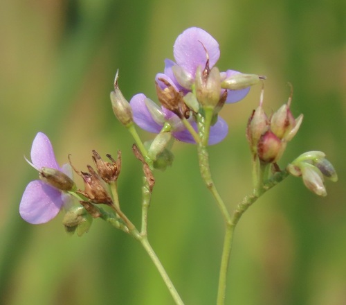 Murdannia simplex