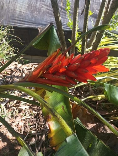 Musa coccinea