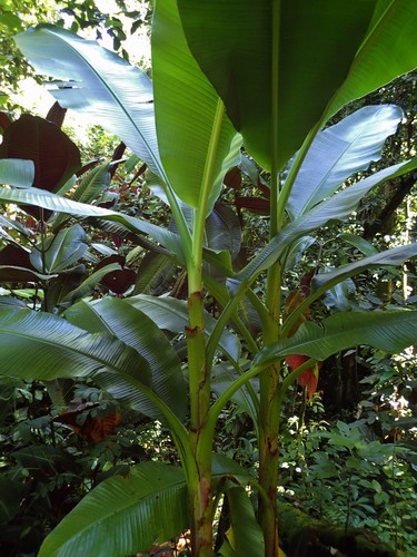 Musa uranoscopus