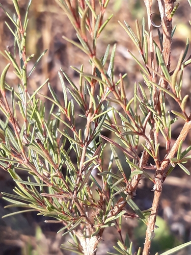 Myrcia linearifolia