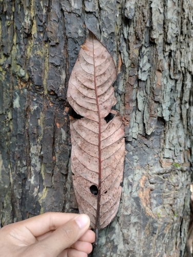 Myristica iners
