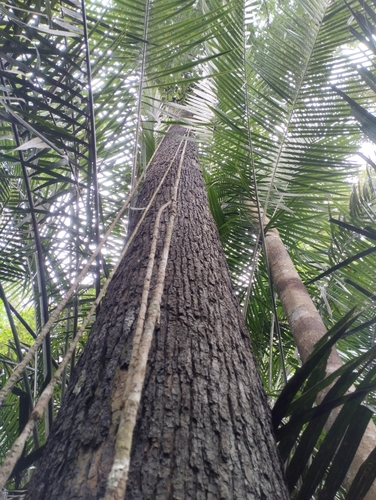 Myristica iners