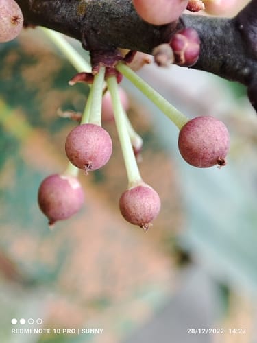 Myrsine capitellata