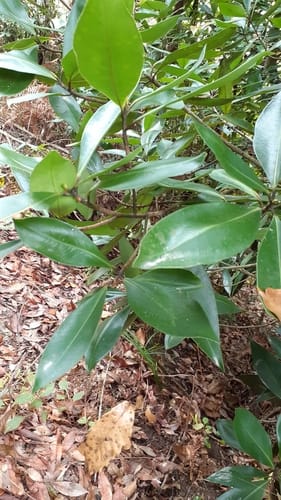 Myrsine capitellata