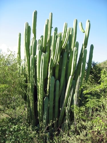 Myrtillocactus eichlamii