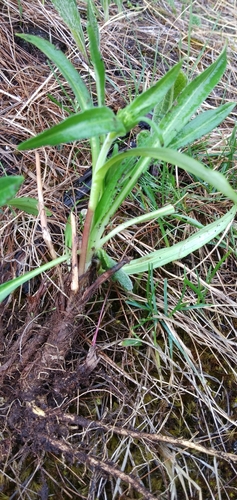 Nardostachys jatamansi