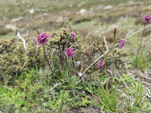 Nardostachys jatamansi