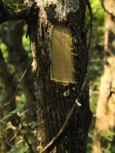 Naringi crenulata