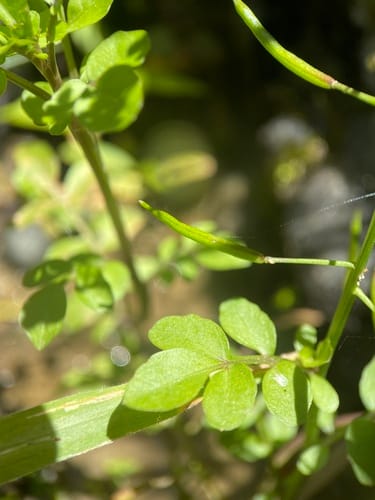 Nasturtium microphyllum