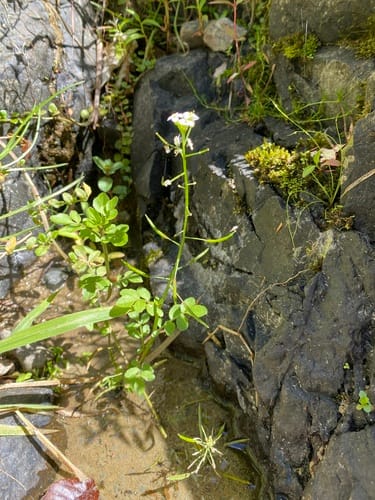 Nasturtium microphyllum