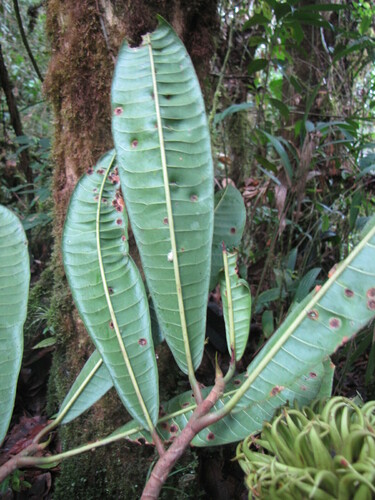 Naucleopsis ulei