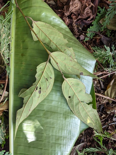 Nectandra cuspidata