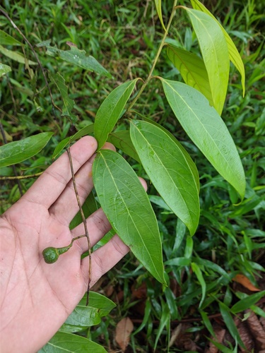 Nectandra cuspidata