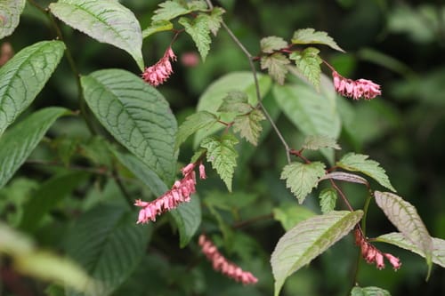Neillia sinensis