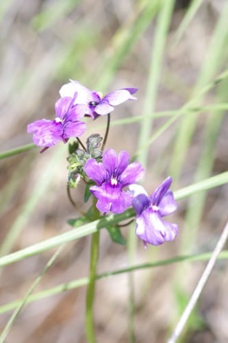 Nemesia caerulea