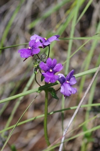 Nemesia caerulea