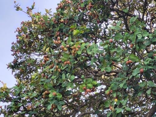 Neocarya macrophylla