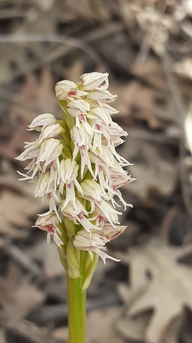 Neotinea maculata