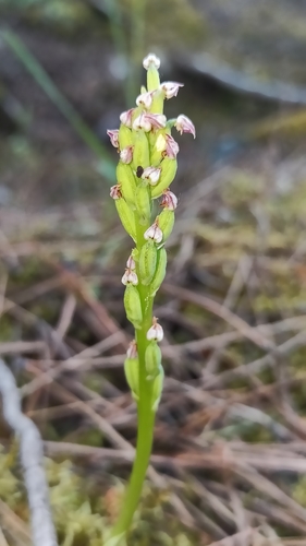 Neotinea maculata