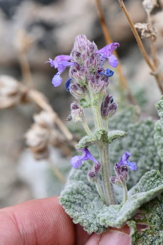 Nepeta floccosa