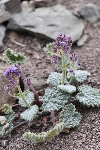 Nepeta floccosa