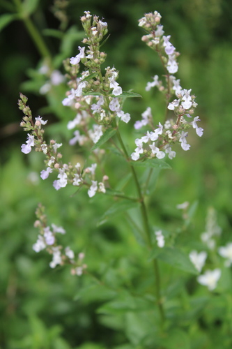Nepeta nuda subsp. albiflora