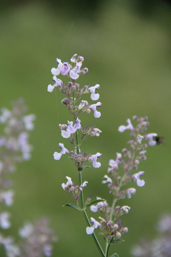 Nepeta nuda subsp. albiflora
