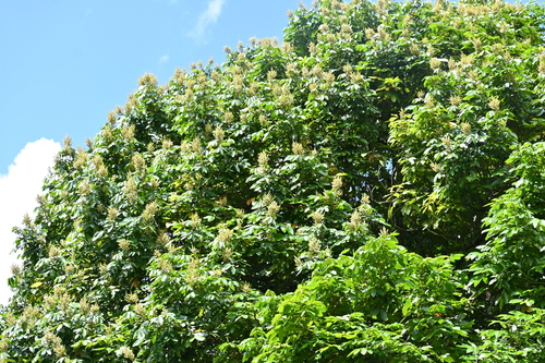 Nephelium malaiense