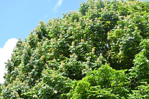 Nephelium malaiense