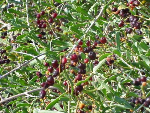 Nitraria schoberi