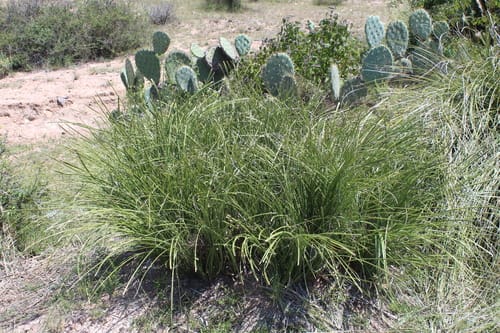 Nolina juncea