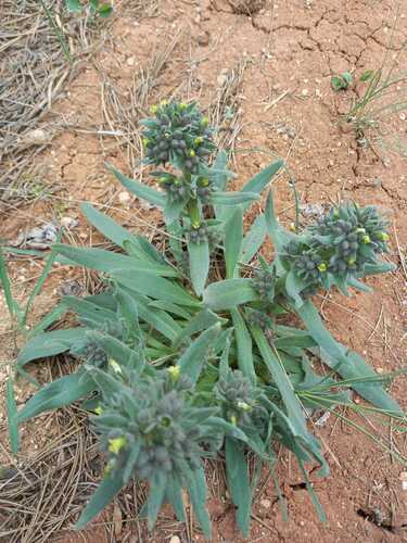 Nonea macrosperma