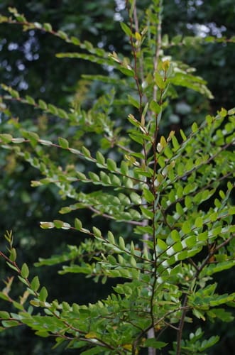 Nothofagus dombeyi