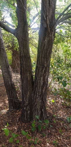 Nothofagus procera