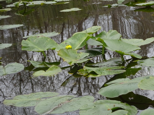 Nuphar advena