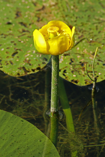 Nuphar lutea subsp. advena