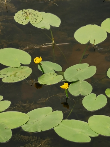 Nuphar lutea subsp. advena