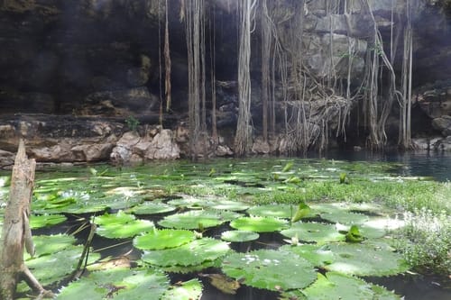 Nymphaea ampla