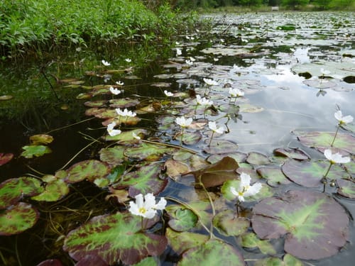 Nymphoides cristata